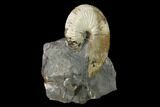 1.8" Fossil Hoploscaphites Ammonite - South Dakota - #131220-2